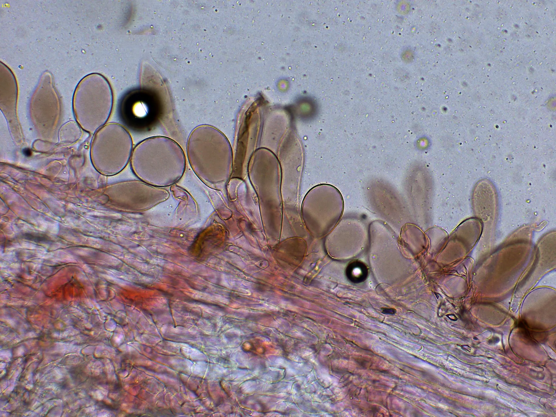 Microscopía de Pluteus podospileus - 10 - Suprapellis x 400-001
